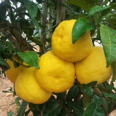 PUR JUS DE YUZU ESPAGNE